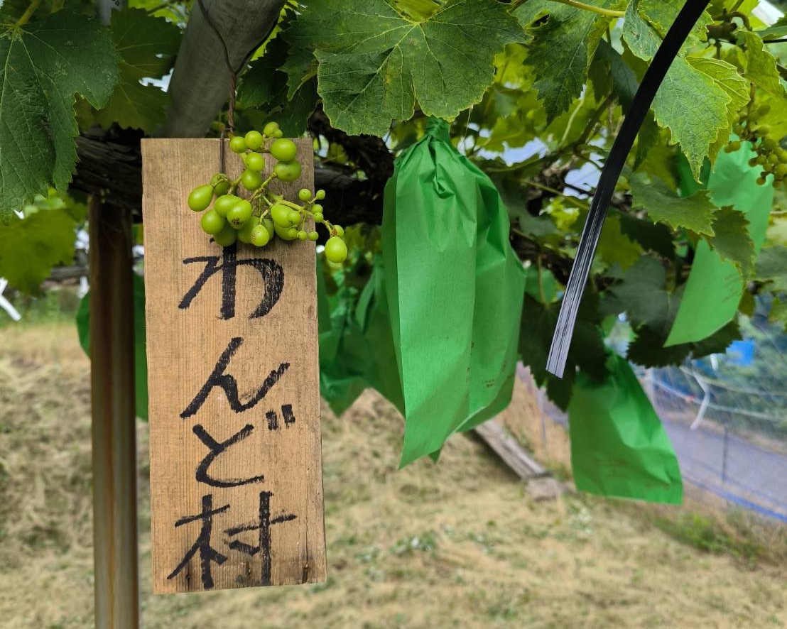 宮津市由良新宮にてぶどう育ててます